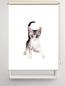 Preview: Rollo Loki Katzenbaby, Rollo, Motivrollo, Rollo mit Druck, Fotorollo, bedrucktes Rollo, Fensterrollo,verdunkelndes Rollo, Sonnenschutz
